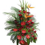 ʳʻٵ